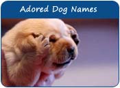 Adored Dog Names