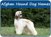 Afghan Hound Dog Names