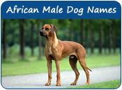 African Male Dog Names