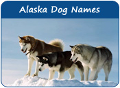 Alaska Dog Names