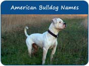 American Bulldog Names