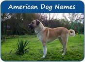 American Dog Names