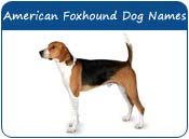 American Foxhound Dog Names