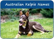 Australian Kelpie Dog Names
