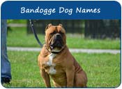 Bandog Dog Names