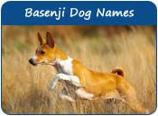 Basenji Dog Names