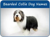 Bearded Collie Dog Names