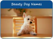 Beauty Dog Names