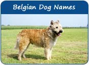 Belgian Dog Names