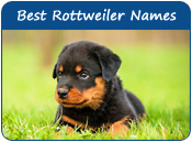 Best Rottweiler Dog Names