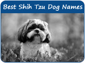 Best Shih Tzu Dog Names