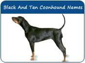 Black and Tan Coonhound Dog Names