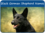 Black German Shepherd Names