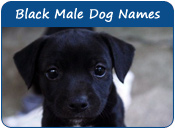Black Male Dog Names