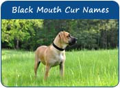 Black Mouth Cur Dog Names