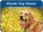 Blonde Dog Names
