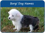 Borgi Dog Names