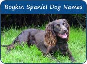 Boykin Spaniel Dog Names