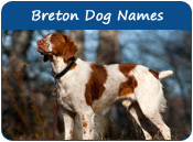 Breton Dog Names