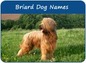Briard Dog Names