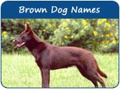 Brown Dog Names