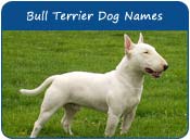 Bull Terrier Names