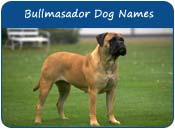 Bullmasador Dog Names