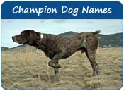 Champion Dog Names