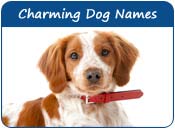 Charming Dog Names