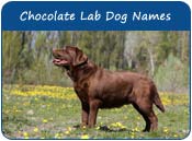 Chocolate Lab Dog Names