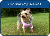 Chorkie Dog Names