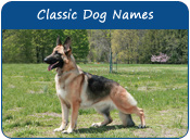 Classic Dog Names