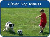 Clever Dog Names