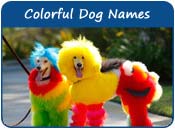 Colorful Dog Names