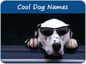 Cool Dog Names