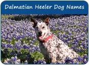 Dalmatian Heeler Dog Names