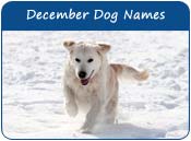December Dog Names