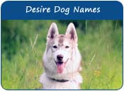 Desire Dog Names