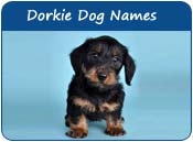 Dorkie Dog Names