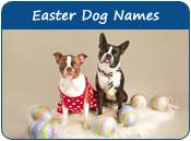 Easter Dog Names