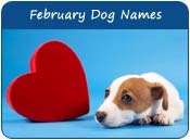 February Dog Names