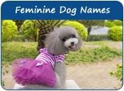 Feminine Dog Names