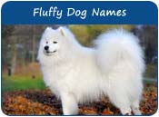 Fluffy Dog Names