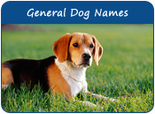 General Dog Names