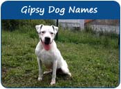 Gipsy Dog Names