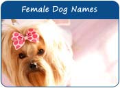 Girl Dog Names