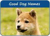 Good Dog Names