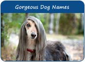 Gorgeous Dog Names