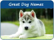 Great Dog Names
