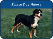 Greater Swiss Mountain Dog Names